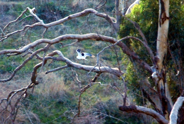 Zdjęcie z Australii - Black-shouldered Kite...