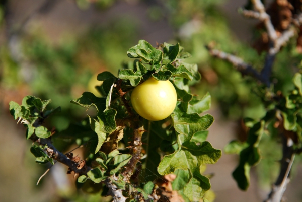 Zdjęcie z Australii - Australijska flora