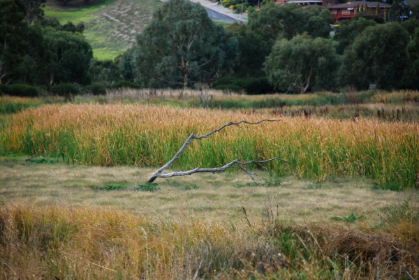 Zdjęcie z Australii - Nadrzeczne bagna...