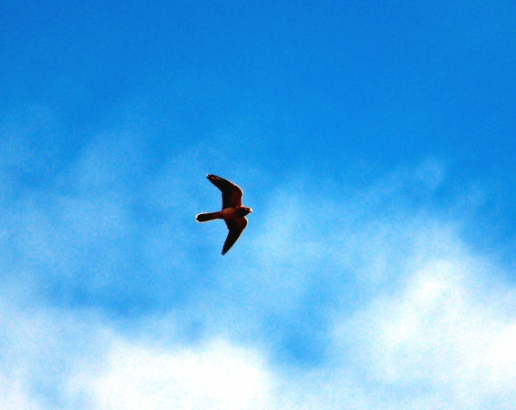 Zdjęcie z Australii - Jastrzab nankeen kestrel 