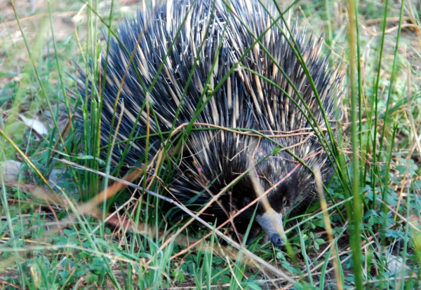 Zdjęcie z Australii - Kolczatka - echidna