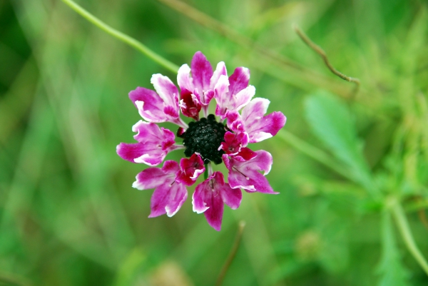 Zdjęcie z Australii - Australijska flora