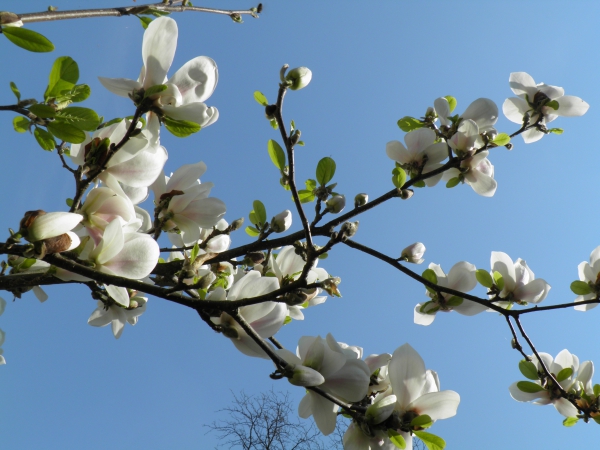 Zdjęcie z Polski - Magnolia