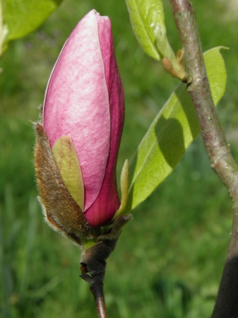 Zdjęcie z Polski - Magnolia pąk