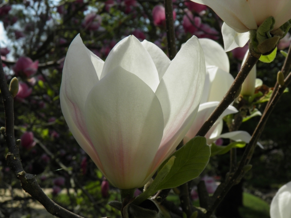 Zdjęcie z Polski - Magnolia w słońcu