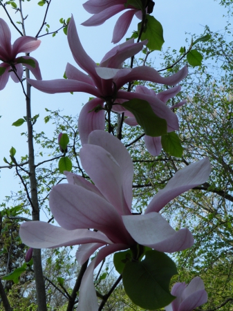Zdjęcie z Polski - magnolia wielolistna_2