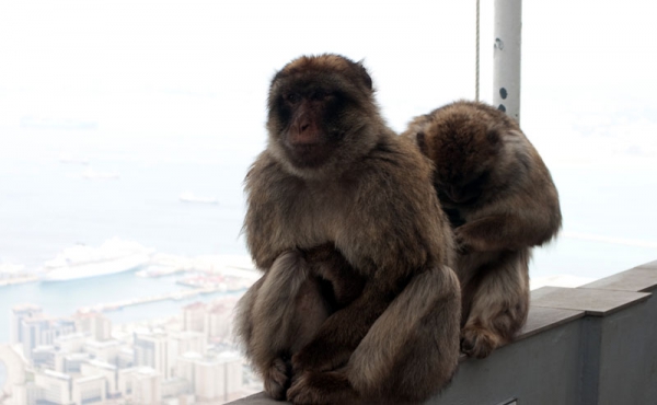 Zdjęcie z Giblartaru - GIBRALTAR