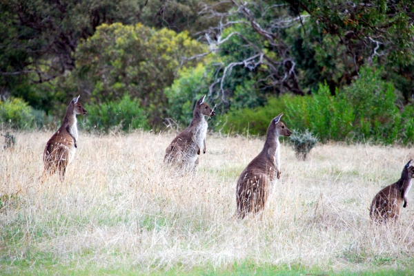 Zdjęcie z Australii - I co tam jest ciekawego?