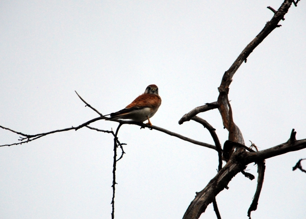 Zdjęcie z Australii - Sokol  nankeen kestrel