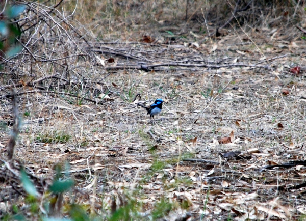 Zdjęcie z Australii - Splendid fairy wren