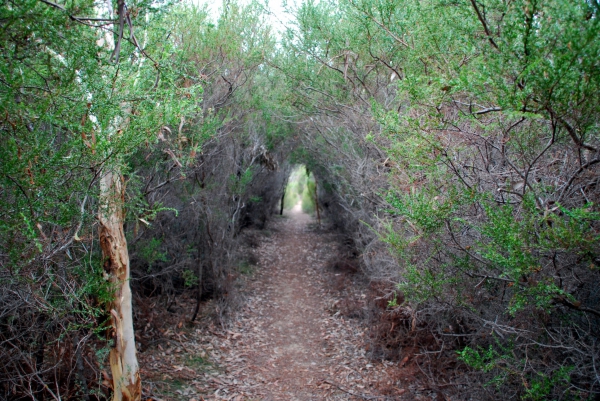 Zdjęcie z Australii - Cierniowy tunel