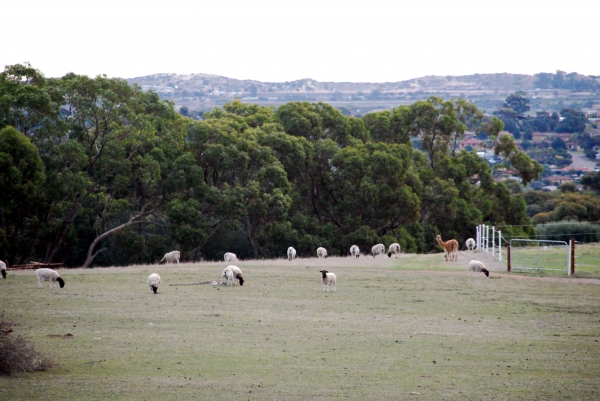 Zdjęcie z Australii - Farma na peryferiach...