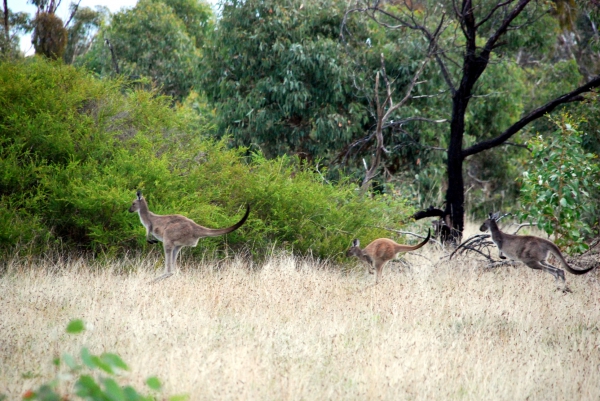 Zdjęcie z Australii - Kangurza rodzinka w ruchu