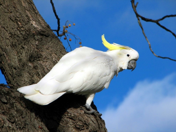 Zdjęcie z Australii - Biala cockatoo