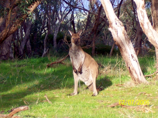 Zdjęcie z Australii - Kangur w buszu
