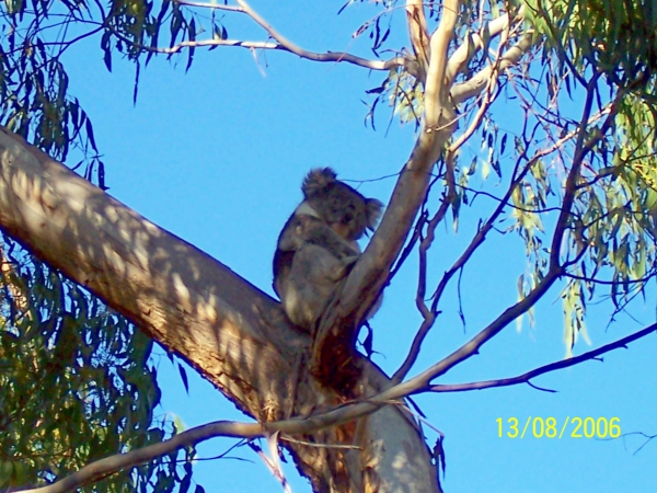 Zdjęcie z Australii - Koala na eukaliptusie