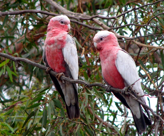 Zdjęcie z Australii - Para papug galah