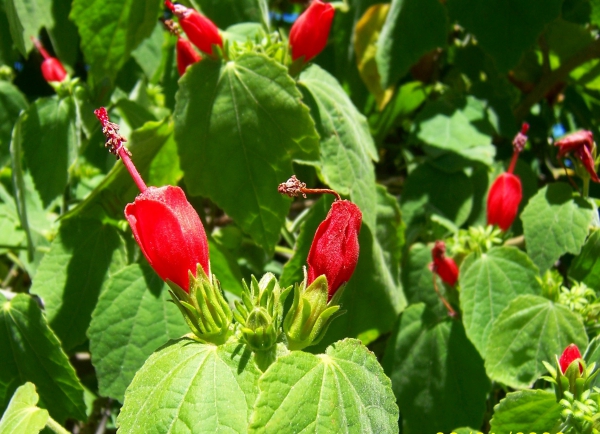 Zdjęcie z Australii - Nierozwiniete hibiskusy