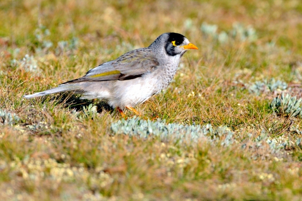 Zdjęcie z Australii - Noisy miner