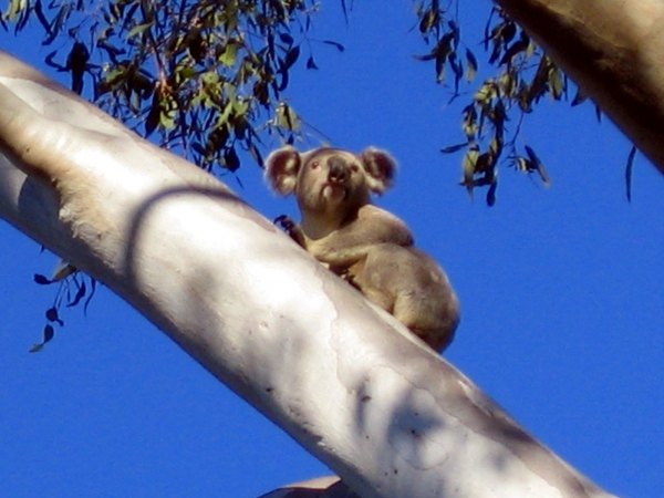 Zdjęcie z Australii - Koala na eukaliptusie
