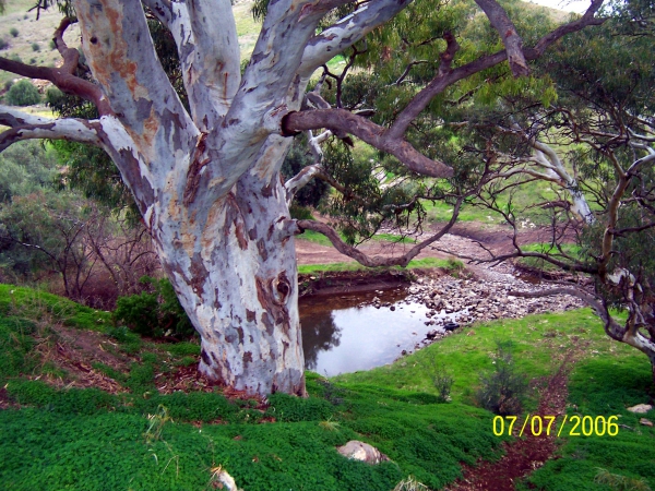 Zdjęcie z Australii - Dolina Field River Valley