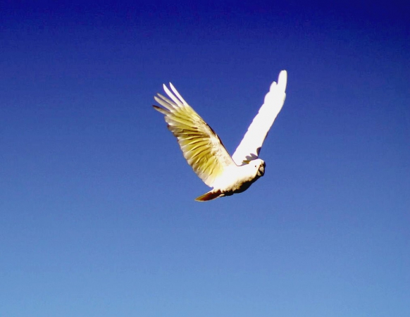Zdjęcie z Australii - Biala cockatoo w locie