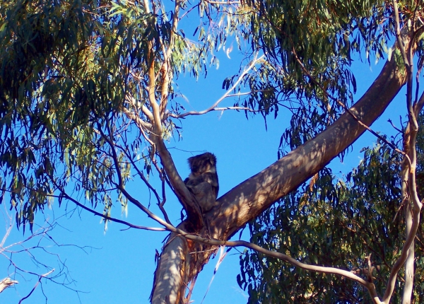 Zdjęcie z Australii - Koala na eukaliptusie