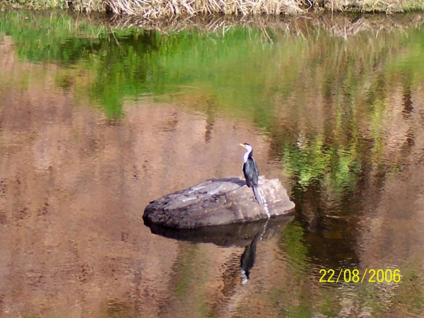 Zdjęcie z Australii - Kormoran nad rzeka ...