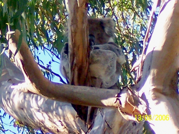 Zdjęcie z Australii - Koala na eukaliptusie