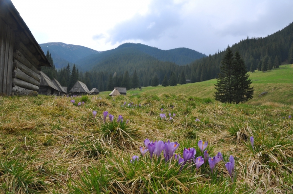 Zdjecie - Polska - Zakopane Dolina Kościeliska i Chochołowska