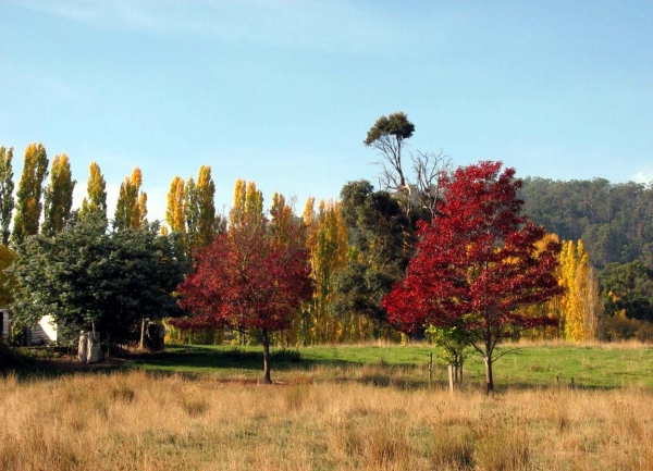 Zdjęcie z Australii - Tasmanska jesien