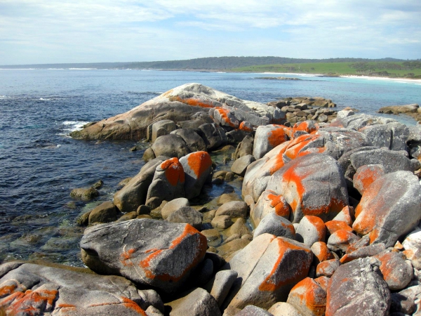 Zdjęcie z Australii - Zatoka Bay of Fires...