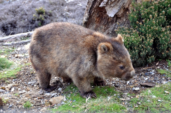Zdjęcie z Australii - Sympatyczny wombat w...
