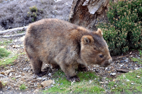 Zdjecie - Australia - Tasmania - część północna 