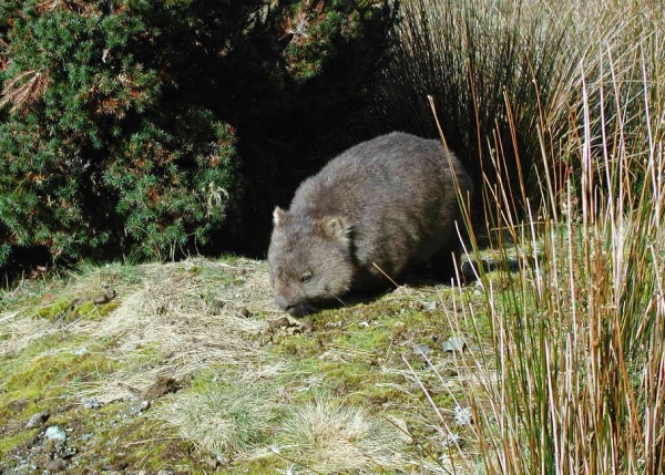 Zdjęcie z Australii - Wombat w Cradle Mountains