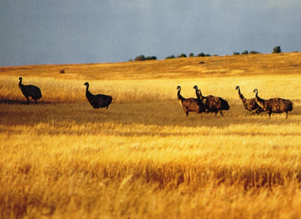 Zdjęcie z Australii - Emu - ojciec z prawie