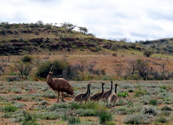 Zdjęcie z Australii - Dumny tata-emu