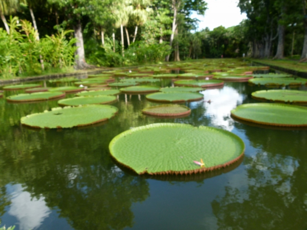 Zdjęcie z Mauritiusa - Victoria Regia