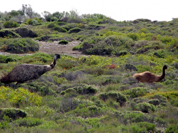 Zdjęcie z Australii - Emu spotkane w drodze