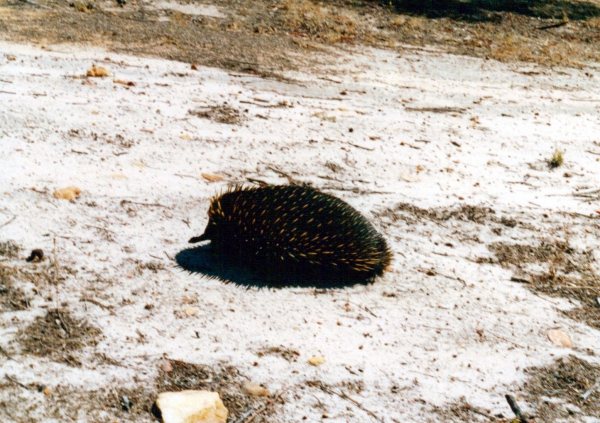 Zdjęcie z Australii - Echidna - kolczatka