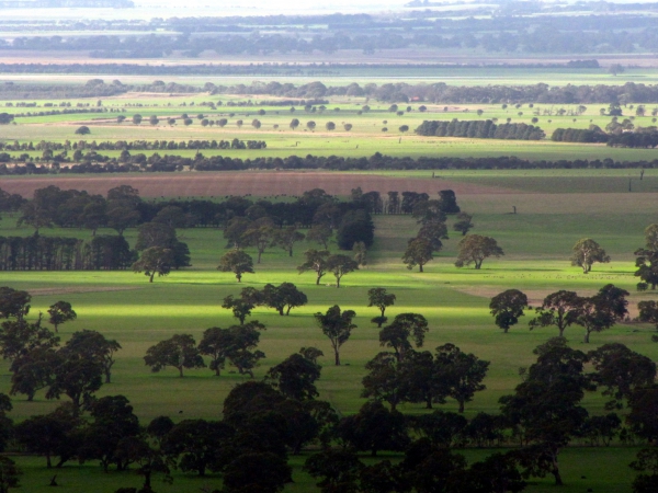 Zdjęcie z Australii - Rowniny stanu Victoria