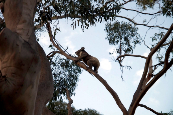 Zdjęcie z Australii - Koala spotkany w drodze