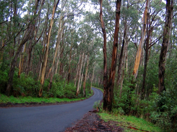 Zdjęcie z Australii - Droga do Cape Otway