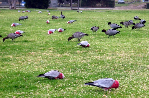 Zdjęcie z Australii - Australijskie male gesi