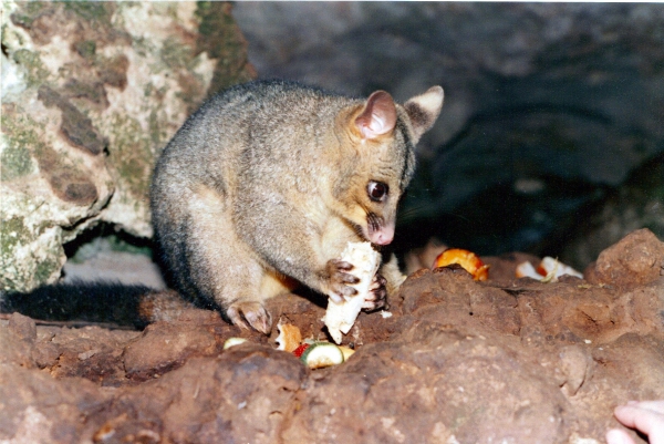 Zdjęcie z Australii - Possum (opos) wcina 