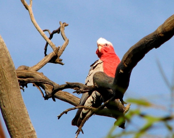 Zdjęcie z Australii - Papuga gallah