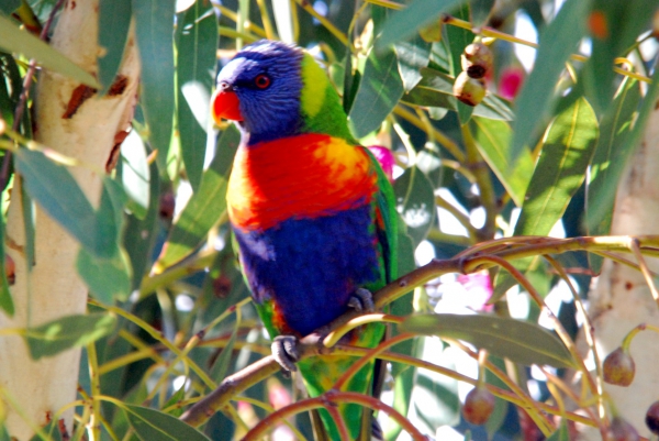 Zdjecie - Australia - Field River Valley, Milang. O'Halloran Hill