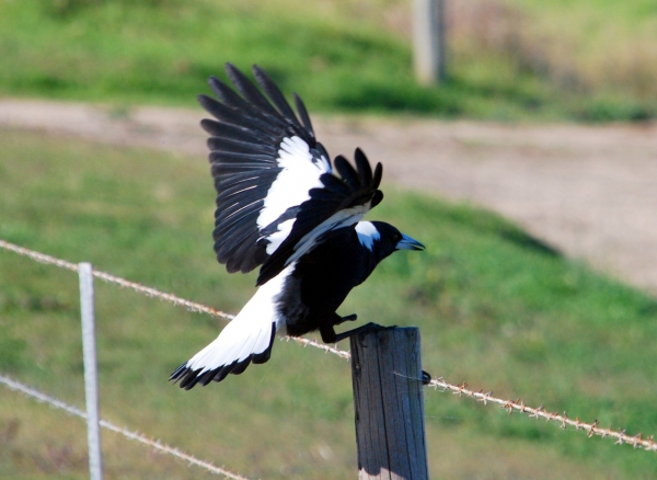 Zdjęcie z Australii - Australian magpie