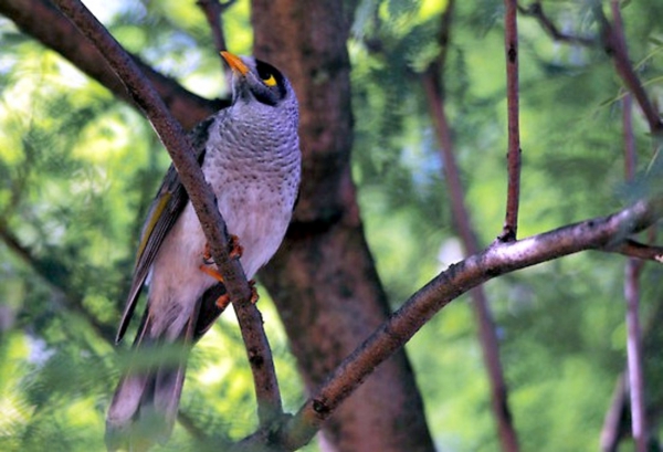 Zdjęcie z Australii - Noisy miner czyli 
