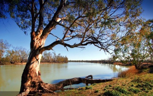 Zdjęcie z Australii - Rzeka Murray kolo Mildura